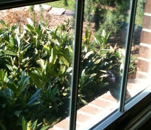 Bird Encounters of the Runner and Homeowner Kind