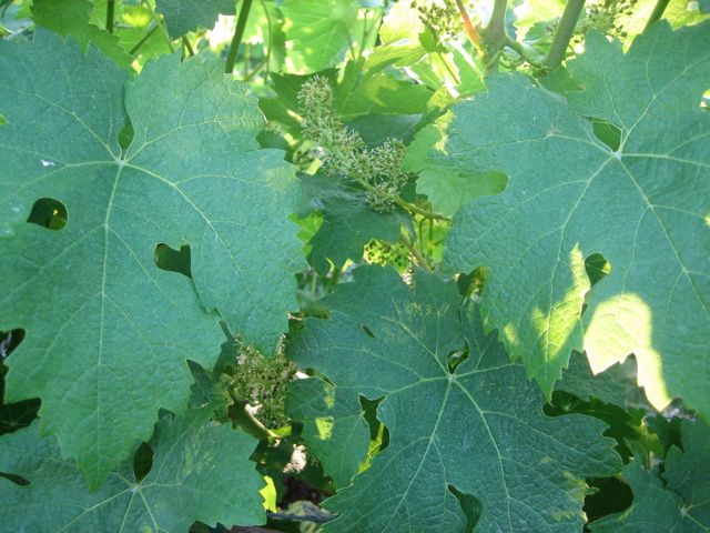 2011 Virginia Wine Country Half-Marathon Race Recap