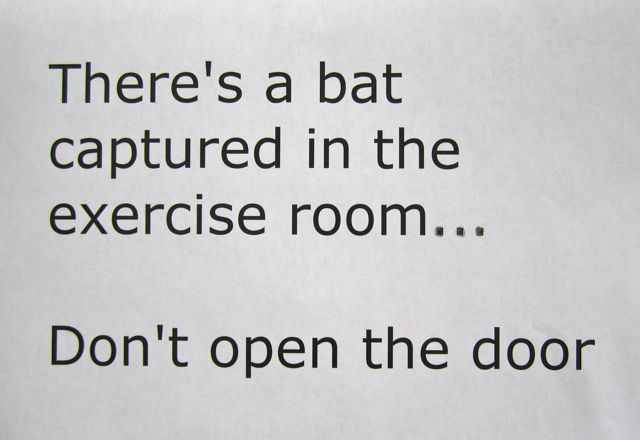 There’s a Bat in the Exercise Room!