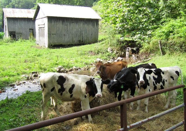 Running With a Salamander, a Groundhog, and a Lot of Cattle