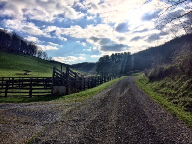 Running With The Cows