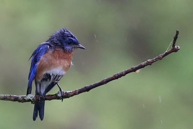 Bluebird’s Demeanor Says It All…