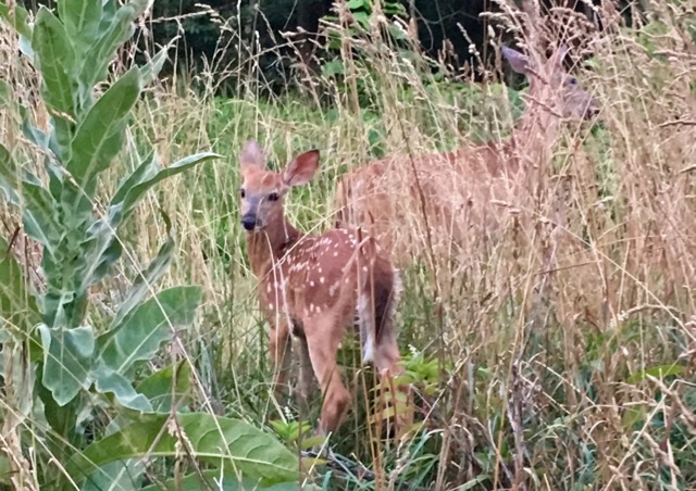 Runfessions Of A Spoiled Runner