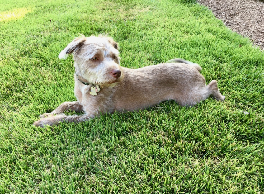 Mid-day Runs, Bike Rides, and the Zoomies
