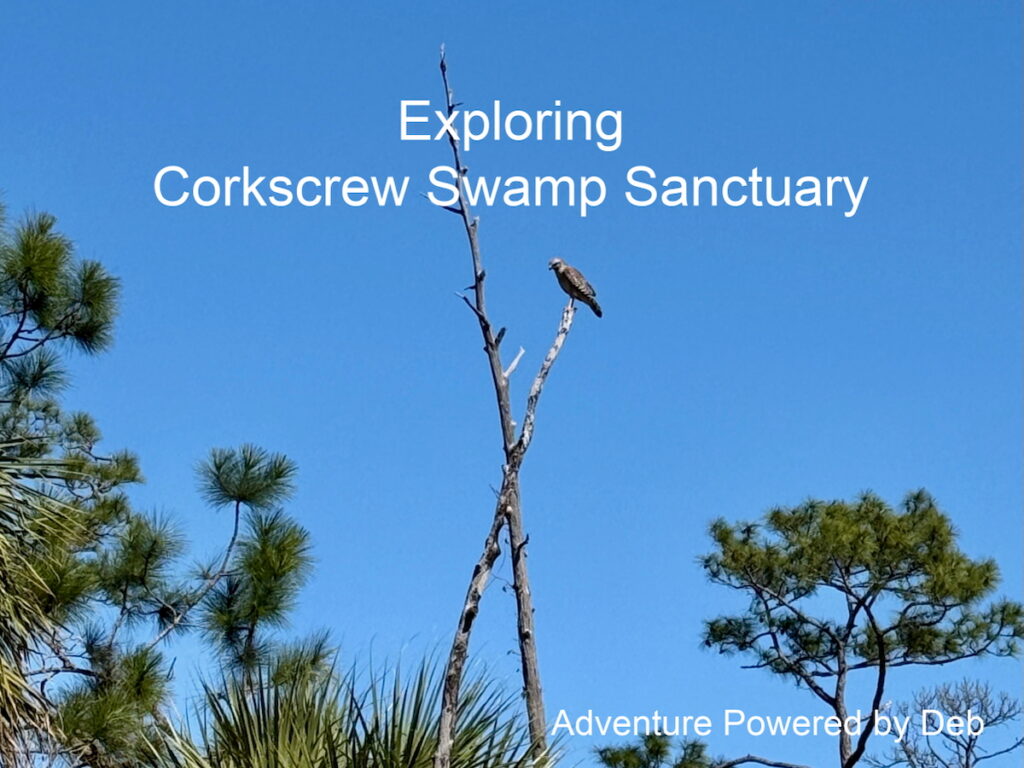 Exploring Corkscrew Swamp Sanctuary