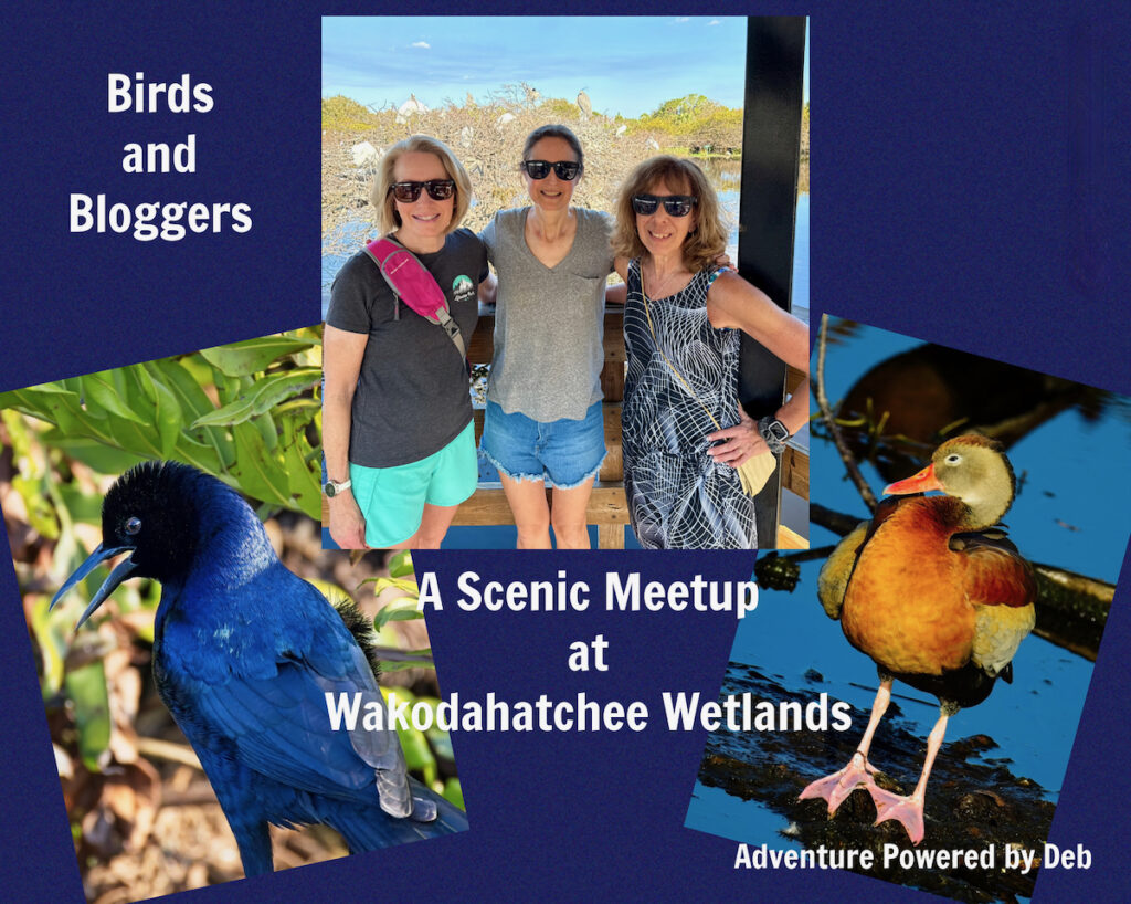 Birds and Bloggers: A Scenic Meetup at Wakodahatchee Wetlands